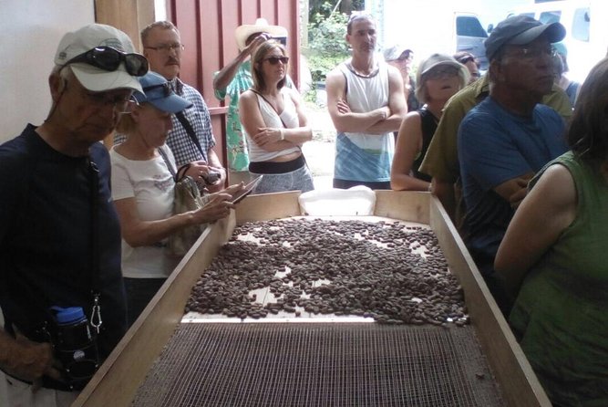 Full-Day Tour: Concord Waterfall, Chocolate Factory, Rum Distillery, Grand Etang - End Point and Tour Information