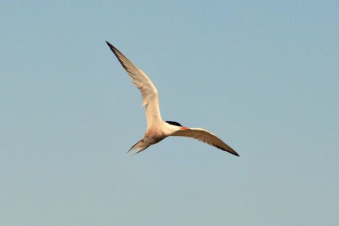 Full Day Tour to Texel - Friesian Islands - From Amsterdam - Tour Details and Highlights