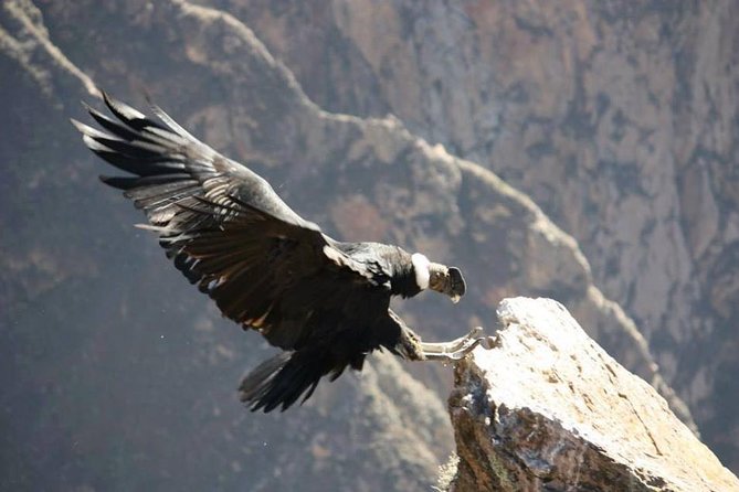 Full Day Trip to Colca Canyon From Arequipa - Overview and Highlights