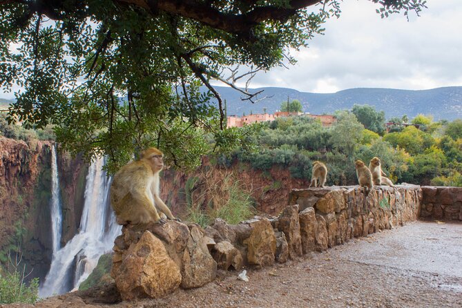 Full Day Trip to Ouzoud Waterfalls From Marrakech. - What To Expect