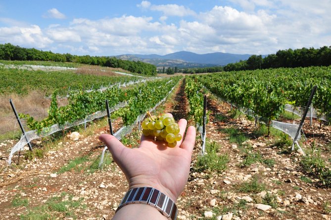 Full-Day Wine Tour From Istanbul - Itinerary and Activities