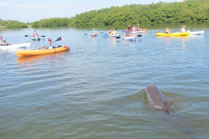 Fully Guided Kayaking Backwater Manatee and Dolphin Tour - Tour Details