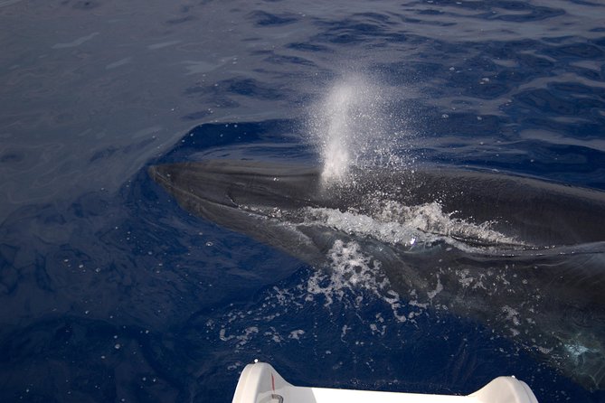 Funchal Dolphin and Whale Watching Catamaran Trip - Trip Details and Inclusions