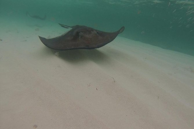 Gibbs Cay Stingray and Conch Dive Adventure - Safety and Professionalism