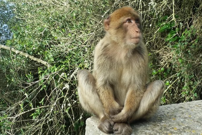 Gibraltar Private Tour From Marbella or Malaga - Positive Reviews and Recommendations