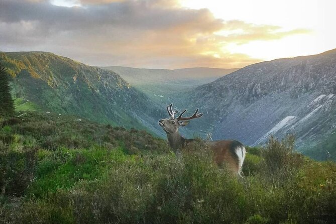 Glendalough Night Hike and History Tour - Tour Details