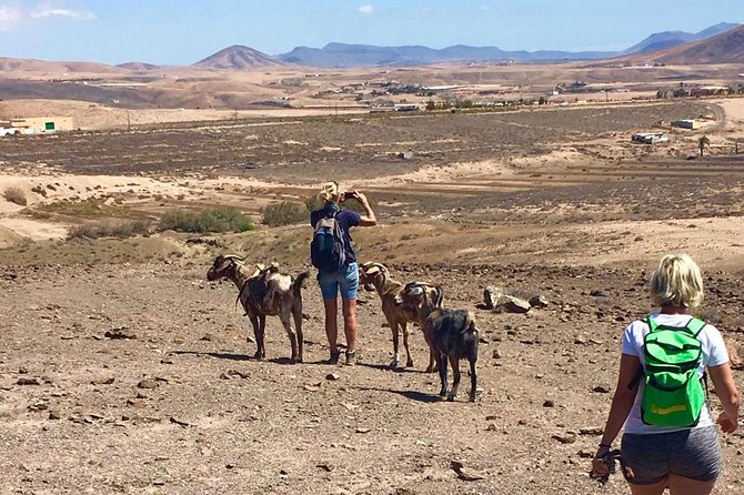 Goat Trekking Fuerteventura - The Benefits of Goat Trekking