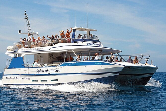 Gran Canaria Dolphin Watching Cruise - Experience Details