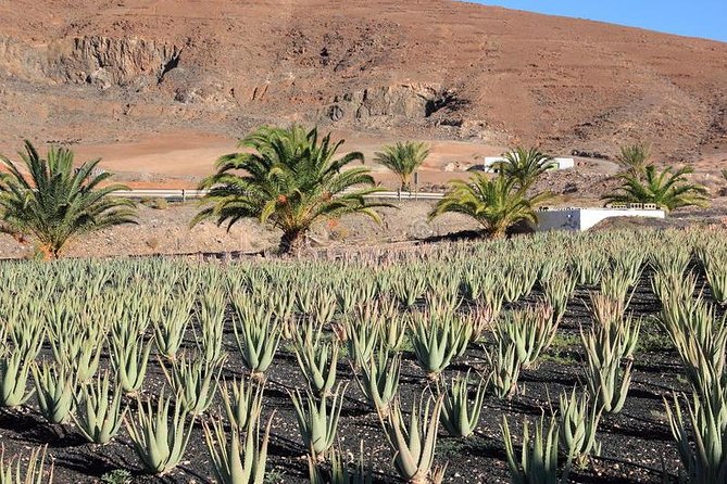 Gran Canaria Historic Tour - Yestarday and Today Premium - Tour Highlights