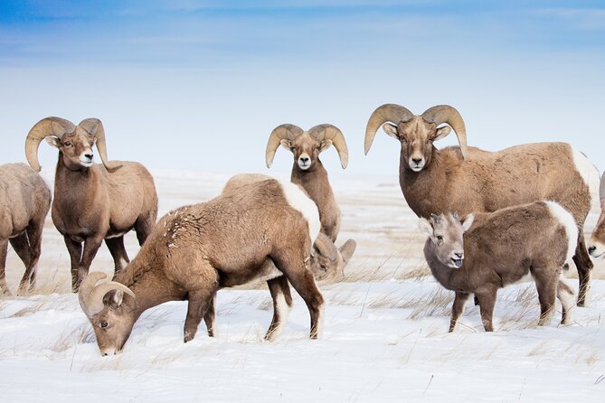 Grand Teton and Native American Petroglyph Tour - Tour Details