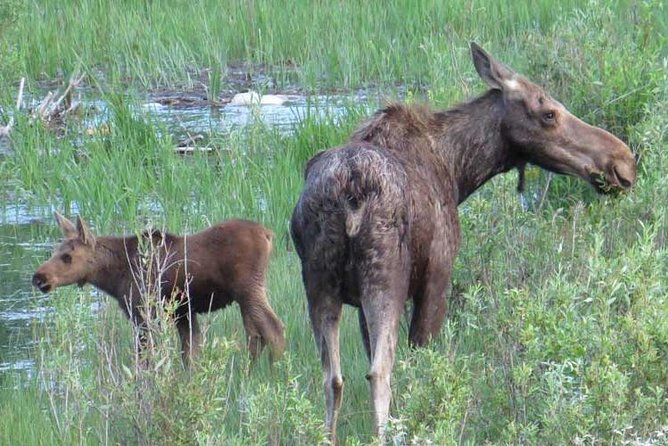 Grand Teton National Park - Sunset Guided Tour From Jackson Hole - Tour Details