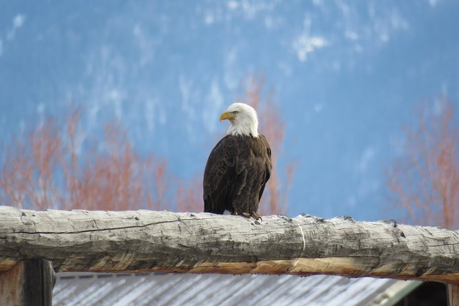 Grand Teton Park & Jackson Hole - PRIVATE Full-Day Wildlife Tour - Tour Highlights