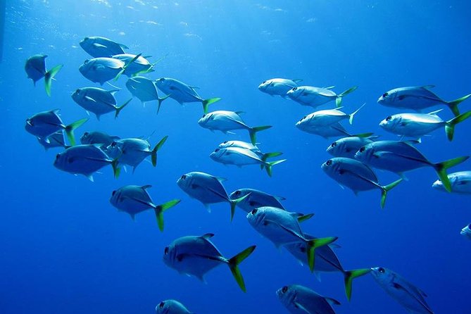 Grand Turk - Amazing Wall Snorkeling Tour - Customer Reviews