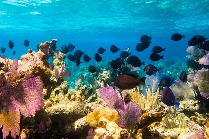 Grand Turk Snorkeling Tour With Conch Salad - Directions