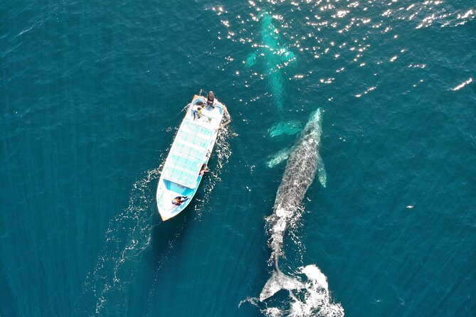 Gray Whale Watching Tour With Marine Biologist and Small Group - Additional Information