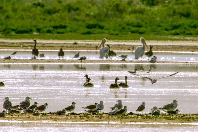 Great Salt Lake Guided Bus Tour From Salt Lake City - Traveler Photos and Tips