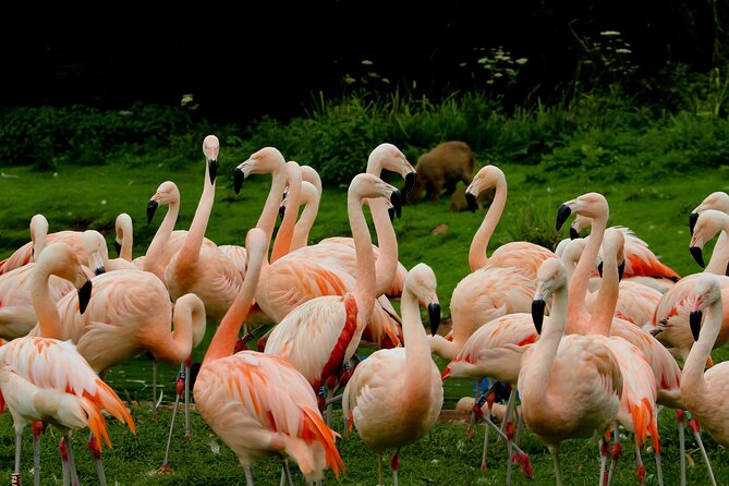 Guaranteed Departures: Vinpearl Safari & Countryside Pepper Farm - Attractive Rates on Guaranteed Departure Dates