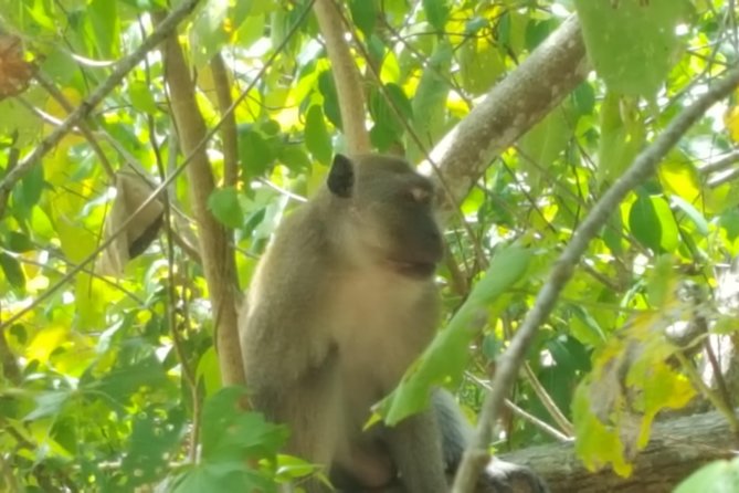 Guided Kayak Tour of Khao Lak Mangroves - Pricing and Booking Details