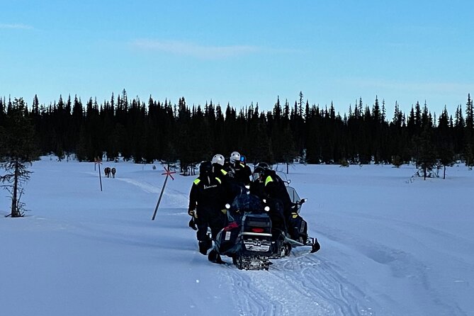 Guided Morning Snowmobile Adventure in Arctic Wilderness - Cancellation Policy