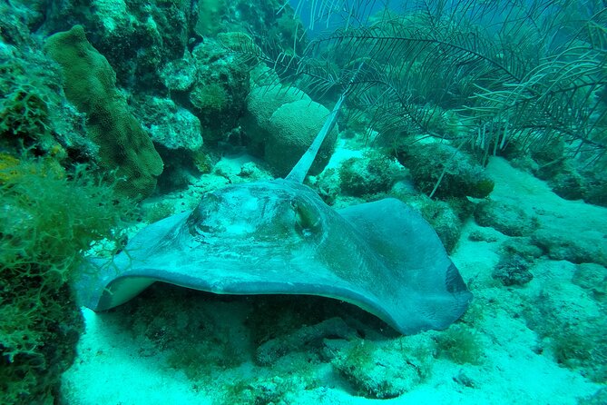 Guided Shore Dive on One of Our House Reefs for Certified Divers. - Meeting and Pickup Information
