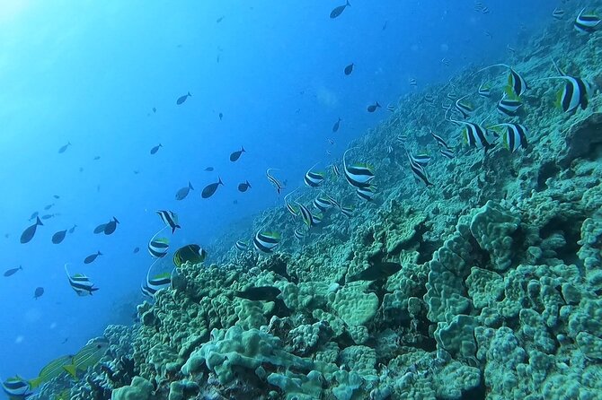 Guided Snorkel Tour for Beginners in Honolulu - Tour Details