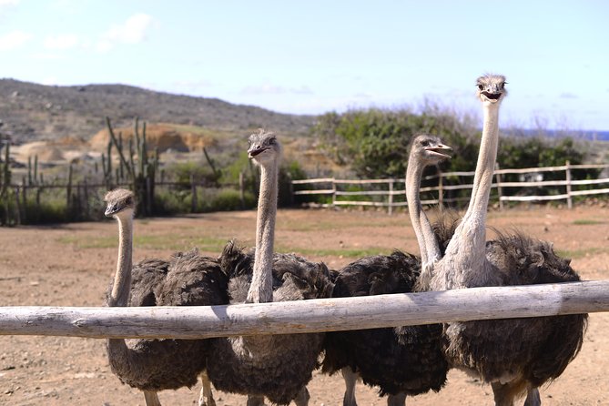 Guided Tour of Aruba Ostrich Farm With Lunch  - Oranjestad - Ostrich and Emu Facts