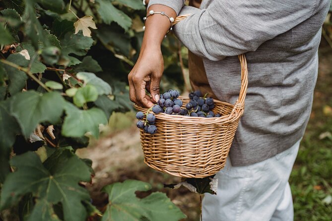Guided Vineyard Tour With Wine Tasting in Saint-Émilion - Wine Tasting Experience