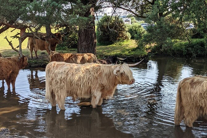 Guided Walking Tour of New Forest National Park in Hampshire - Booking and Availability