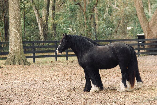 Gypsy Gold Horse Farm Walking Tour - Tour Duration and Admission