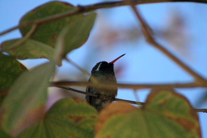 Half-Day Bird Watching Endemics Activity in Los Cabos - Activity Overview