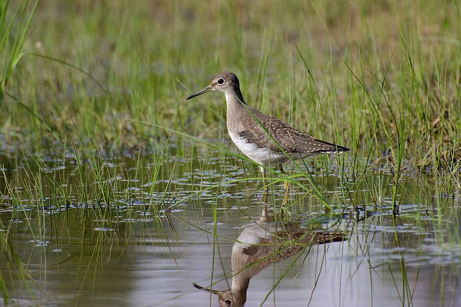 Half Day Birdwatching in the South Okanagan - Overview and Highlights