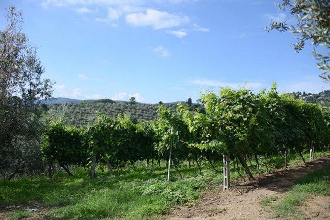 Half-Day Chianti Wine and Olive Oil Tour From Viareggio - Common Questions