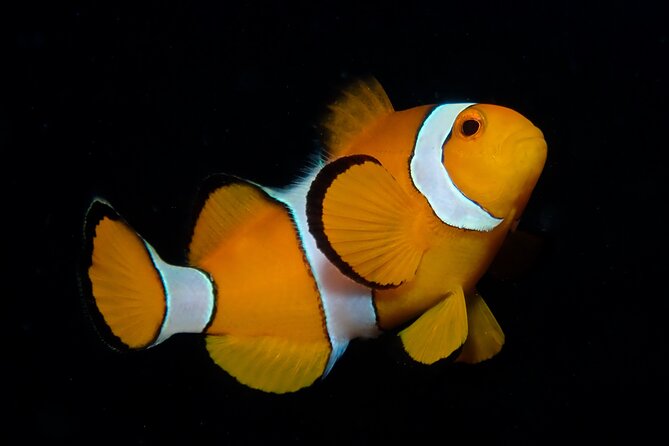 Half Day Discover SCUBA Diving Phi Phi Island - What Is Discover SCUBA Diving?