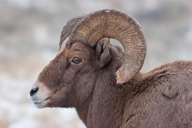 Half-Day Grand Teton Wildlife Private Safari Tour - Pricing and Booking