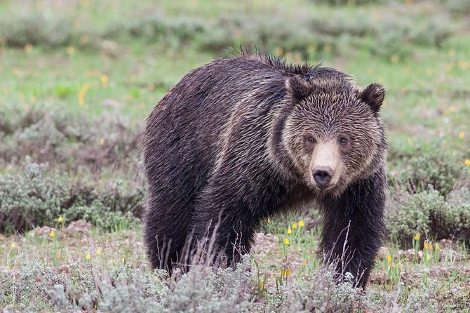 Half-Day Grand Teton Wildlife Safari Private Tour - Pricing and Booking Details