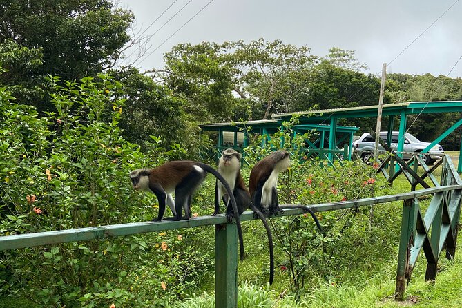 Half Day Grenada Seven Sisters, Grand Etang Nature Center Hiking Tour - Tour Overview and Details