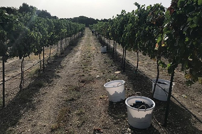 Half-Day Guided Tour of North Texas Wineries and Vineyards With Wine Tastings - Tour Pricing and Booking