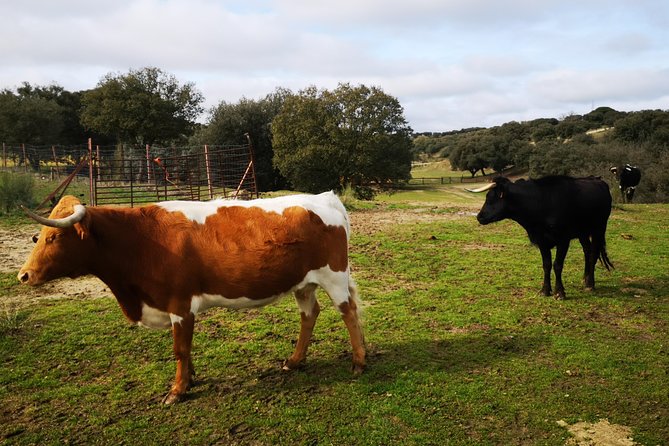 Half-Day Guided Tour to a Bull Farm in Madrid - Cancellation Policy