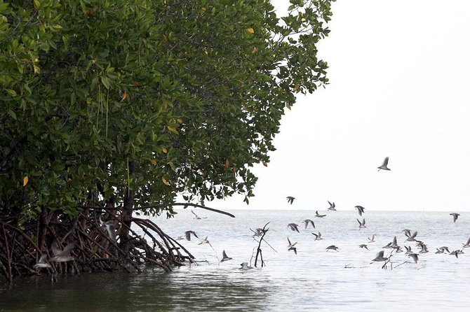 Half Day Mangrove Forest Kayaking Tour From Koh Lanta - Pickup and Meeting Points
