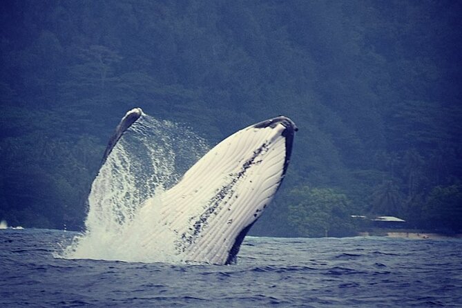 Half-Day Private Excursion: Marine Wildlife Observation and Whale Watching - Excursion Duration