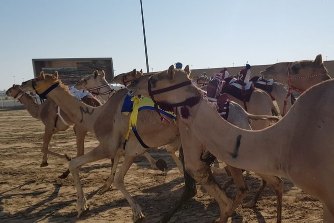 Half-Day Private Guided Camel Race Tour in Qatar - Behind-the-Scenes Experience