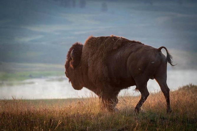 Half Day Private Sunset Wildlife Safari - Tour Overview