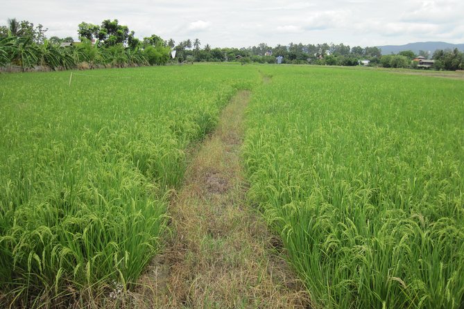 Half Day Rice Field Visions Guided Tour From Chiang Mai - Tour Highlights