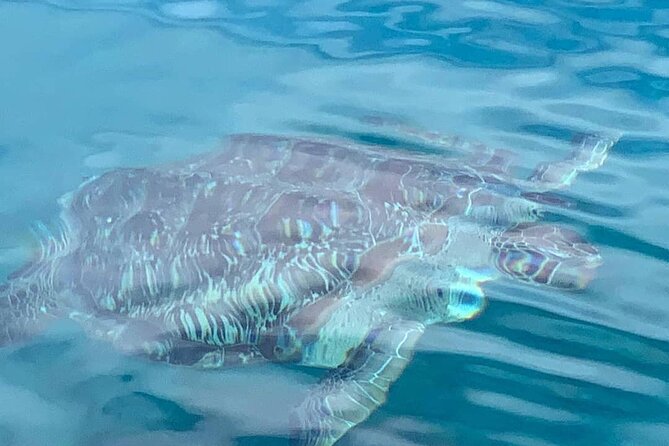 Half-Day Sail, Snorkel Adventure, and Lunch at Little Bay - Traveler Reviews