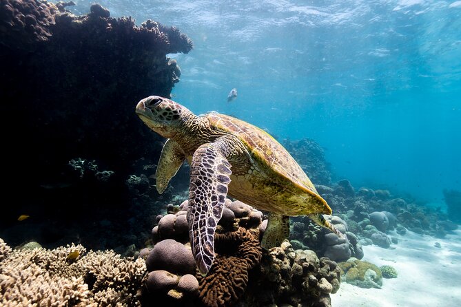 Half Day Sailing and Snorkeling Tour From Coral Bay - Additional Information