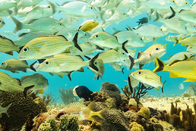 Half-Day Scuba Diving in Playa Del Carmen for Small-Group - Overview and Experience
