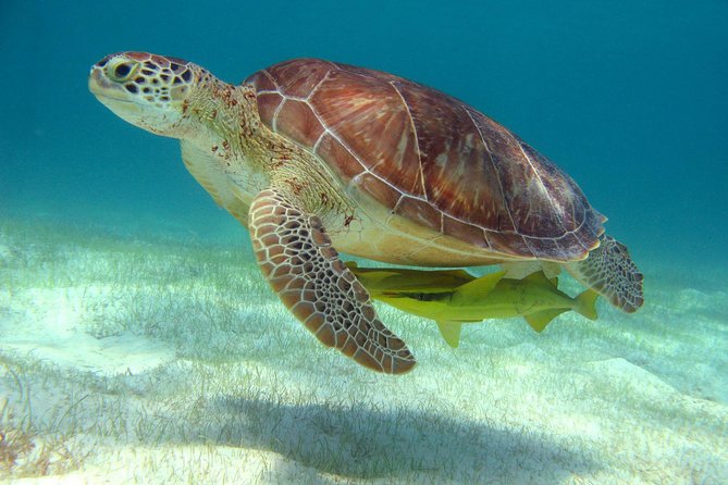 Half-Day Sea Turtle and Cenote Snorkeling Tour From Cancun & Riviera Maya - Pricing and Booking Options