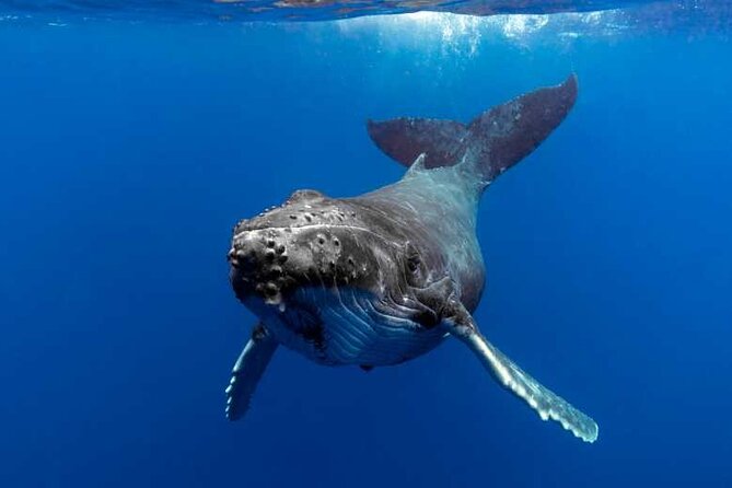 Half-Day Small-Group Swim With Humpback Whales Tour, Moorea  - Papeete - Inclusions
