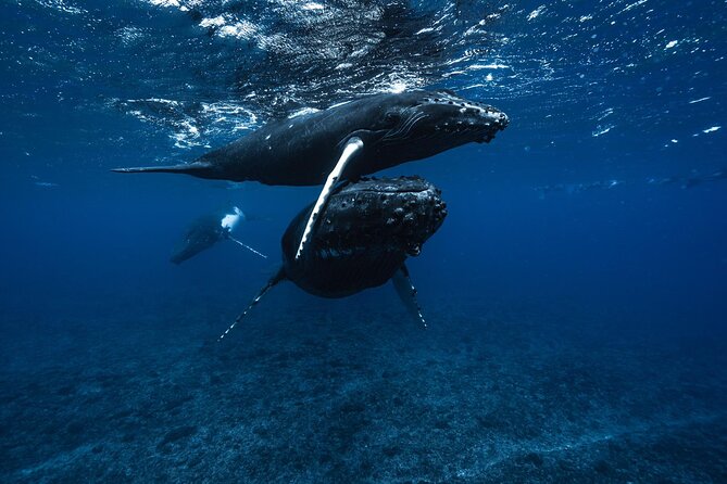 Half Day Small Group Whale Watching - Booking and Confirmation