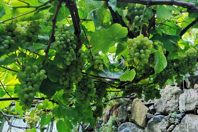 Half-Day Small-Group Wine Tour in Madeira - Vineyard Experience and Feedback